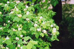 Miniglobe Honeysuckle (Lonicera x xylosteoides 'Miniglobe') at Stonegate Gardens