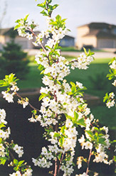 Evans Cherry (Prunus 'Evans') at Stonegate Gardens