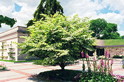 Variegated Japanese Angelica Tree (Aralia elata 'Variegata') at Stonegate Gardens