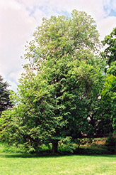 Slippery Elm (Ulmus rubra) at Stonegate Gardens