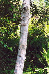 Whitespire Birch (Betula populifolia 'Whitespire') at Lakeshore Garden Centres