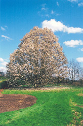 Wada's Memory Magnolia (Magnolia kobus 'Wada's Memory') at Stonegate Gardens