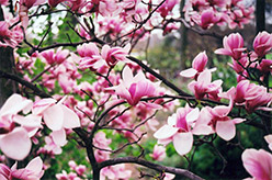 Forest Pink Saucer Magnolia (Magnolia x soulangeana 'Forest Pink') at Stonegate Gardens