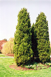 Eastern Redcedar (Juniperus virginiana) at Stonegate Gardens