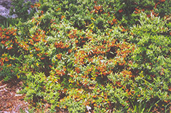 Navaho Scarlet Firethorn (Pyracantha coccinea 'Navaho') at Stonegate Gardens