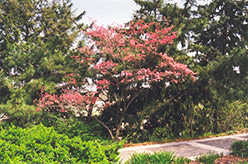 Red Giant Flowering Dogwood (Cornus florida 'Red Giant') at Stonegate Gardens