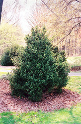 Anderson Boxwood (Buxus sempervirens 'Anderson') at Stonegate Gardens