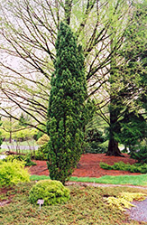 Irish Yew (Taxus baccata 'Fastigiata') at Stonegate Gardens
