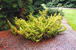 Gold Plume Juniper (Juniperus x media 'Plumosa Aurea') at Stonegate Gardens