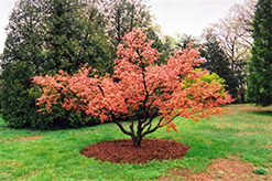 Seigai Japanese Maple (Acer palmatum 'Seigai') at Stonegate Gardens