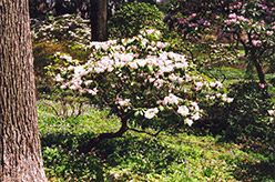 Farges Rhododendron (Rhododendron fargesii) at Stonegate Gardens