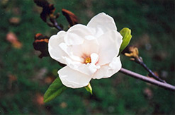 Purple Eye Magnolia (Magnolia denudata 'Purple Eye') at Stonegate Gardens