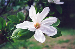 Kobus Magnolia (Magnolia kobus) at Stonegate Gardens