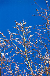 White Willow (Salix alba) at Stonegate Gardens