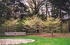Barton Flowering Dogwood (Cornus florida 'Barton') at Stonegate Gardens