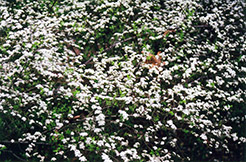 Compact Thunberg Spirea (Spiraea thunbergii 'Compacta') at Stonegate Gardens