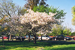 Shogetsu Flowering Cherry (Prunus serrulata 'Shogetsu') at Stonegate Gardens