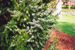 Serbian Spruce (Picea omorika) at Stonegate Gardens
