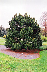 Gallica Mugo Pine (Pinus mugo 'Gallica') at Stonegate Gardens