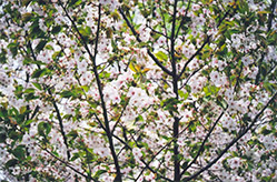 Taihaku Flowering Cherry (Prunus serrulata 'Taihaku') at Stonegate Gardens