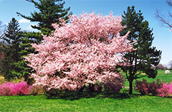 Accolade Flowering Cherry (Prunus 'Accolade') at Stonegate Gardens