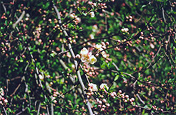 Apple Blossom Flowering Quince (Chaenomeles speciosa 'Apple Blossom') at Stonegate Gardens