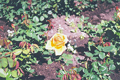 Oldtimer Rose (Rosa 'Oldtimer') at Stonegate Gardens