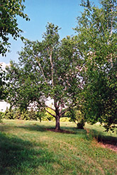 Dahurian Birch (Betula davurica) at Stonegate Gardens