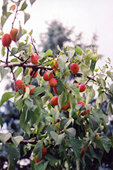 Norther Plum (Prunus nigra 'Norther') at Stonegate Gardens