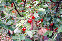 English Morello Cherry (Prunus 'English Morello') at Stonegate Gardens