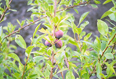 Sapalta Cherry-Plum (Prunus 'Sapalta') at A Very Successful Garden Center