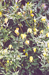 Golden Clematis (Clematis tangutica) at Stonegate Gardens