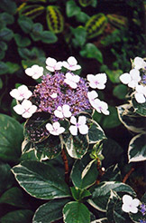 Tricolor Hydrangea (Hydrangea macrophylla 'Tricolor') at Stonegate Gardens
