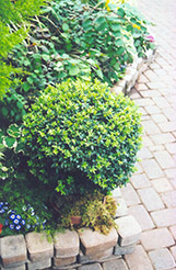 Japanese Boxwood (Buxus microphylla) at Stonegate Gardens