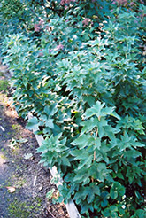 Ben Nevis Black Currant (Ribes nigrum 'Ben Nevis') at A Very Successful Garden Center