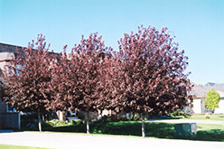 Schubert Chokecherry (Prunus virginiana 'Schubert') at Stonegate Gardens