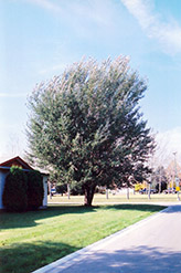 White Poplar (Populus alba) at Stonegate Gardens