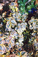 Canadale Gold Wintercreeper (Euonymus fortunei 'Canadale Gold') at Lakeshore Garden Centres