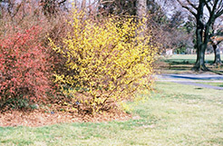 Spring Glow Cornelian Cherry Dogwood (Cornus mas 'Spring Glow') at Stonegate Gardens