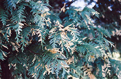 White Variegated Nootka Cypress (Chamaecyparis nootkatensis 'Argentea Marginata') at Stonegate Gardens
