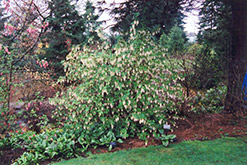 Henry Henneman Winter Currant (Ribes sanguineum 'Henry Henneman') at Stonegate Gardens