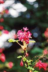 Elk River Red Winter Currant (Ribes sanguineum 'Elk River Red') at Lakeshore Garden Centres