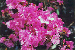 Korean Rhododendron (Rhododendron mucronulatum) at Stonegate Gardens