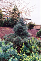 Weeping White Fir (Abies concolor 'Pendula') at Stonegate Gardens