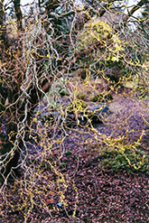 Dragon's Claw Willow (Salix matsudana 'Tortuosa') at Stonegate Gardens