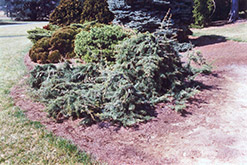 Weeping Deodar Cedar (Cedrus deodara 'Pendula') at Stonegate Gardens
