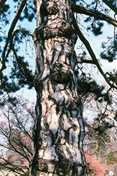 Austrian Pine (Pinus nigra) at Stonegate Gardens