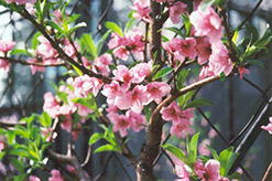 Fantasia Nectarine (Prunus persica var. nucipersica 'Fantasia') at Stonegate Gardens