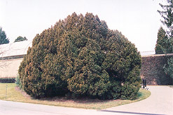 Overeyender English Yew (Taxus baccata 'Overeyenderi') at Stonegate Gardens