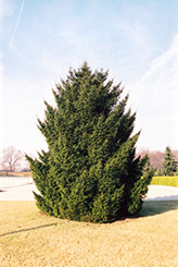 Oriental Spruce (Picea orientalis) at Lakeshore Garden Centres